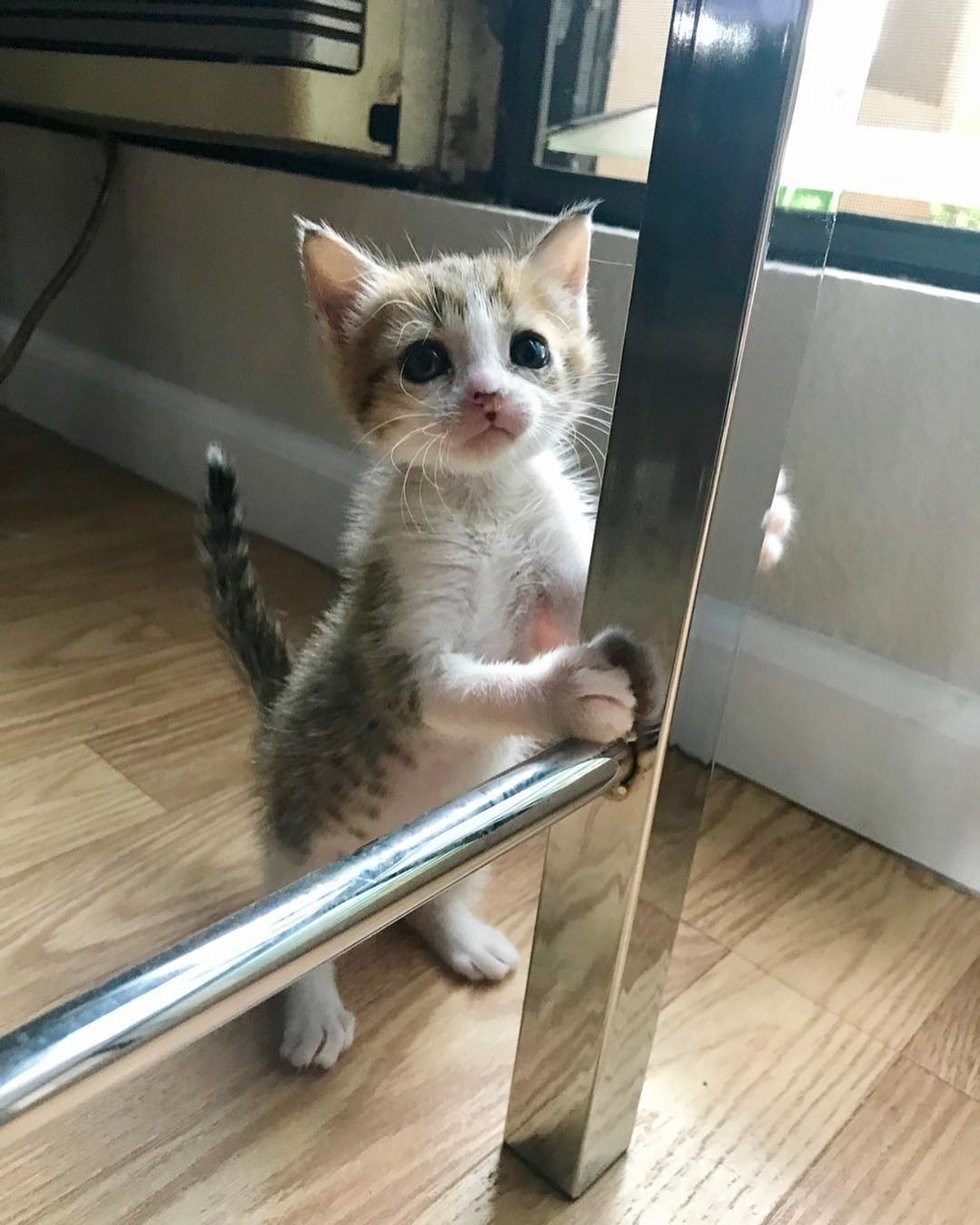 @pretzelthekitten