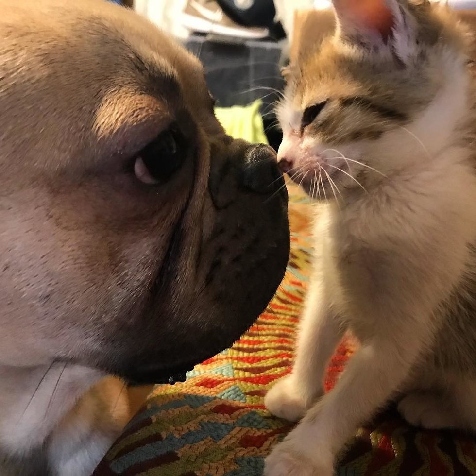 @pretzelthekitten