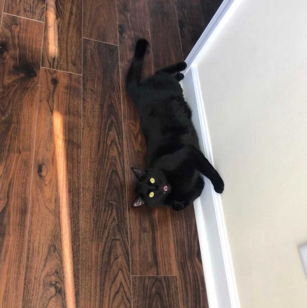 i_am_shitty_kitty