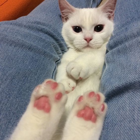 pinterest