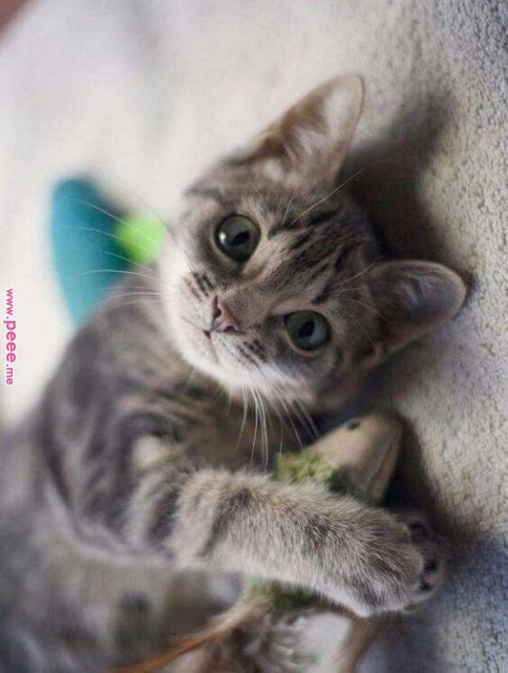 pinterest