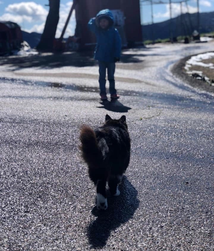 Love Your Feral Felines