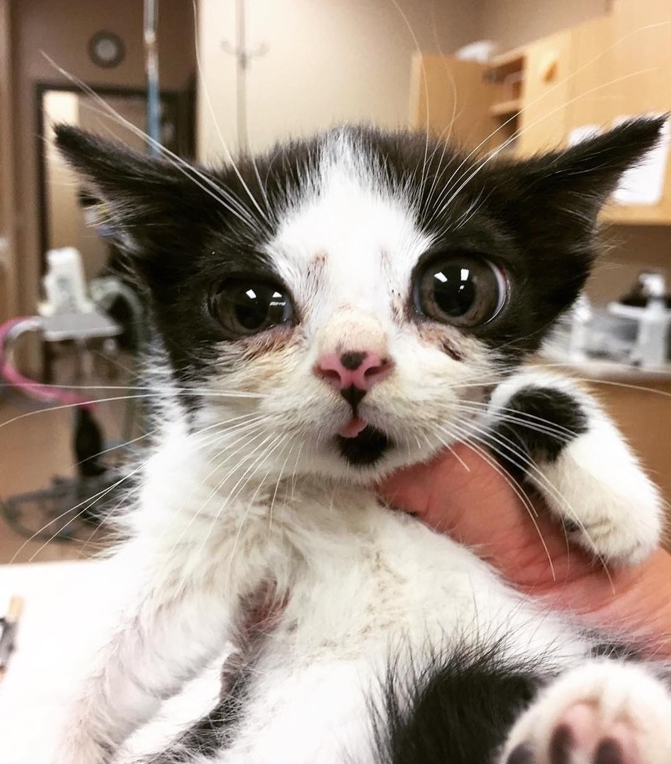@porg_the_glass_kitten