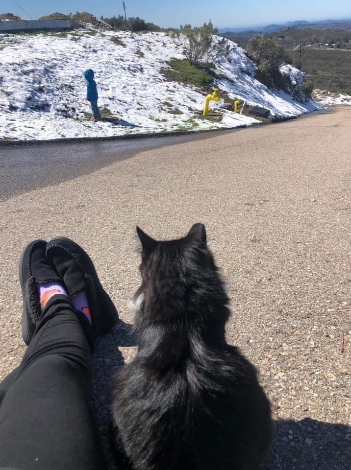Love Your Feral Felines