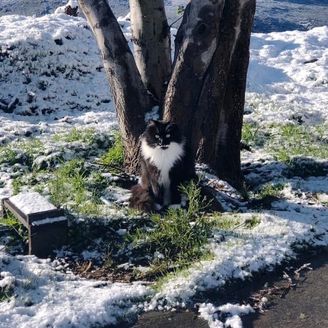 Love Your Feral Felines