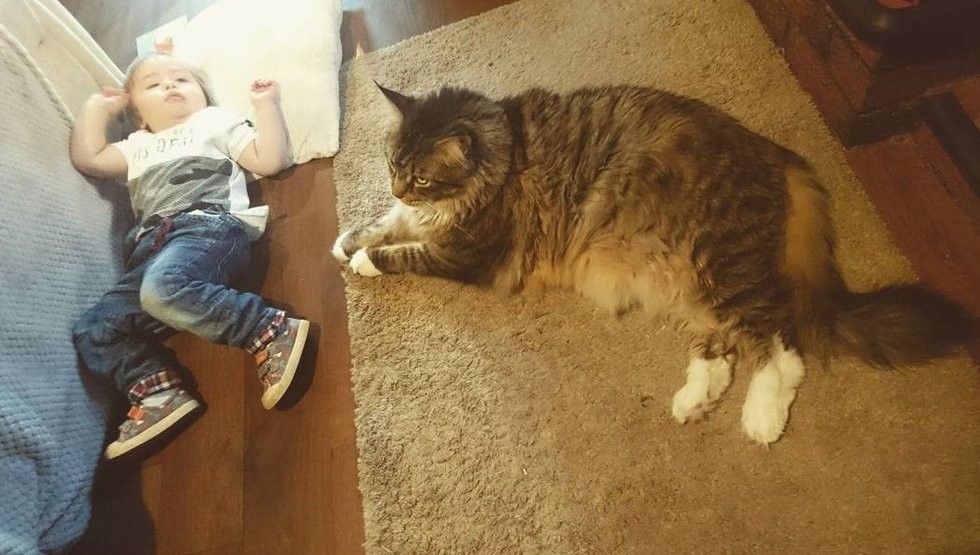 @ludothecat