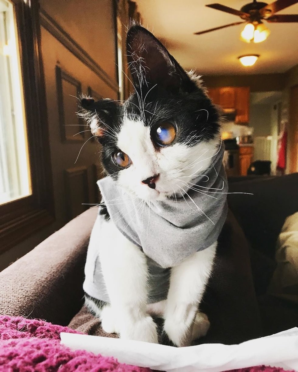 @porg_the_glass_kitten
