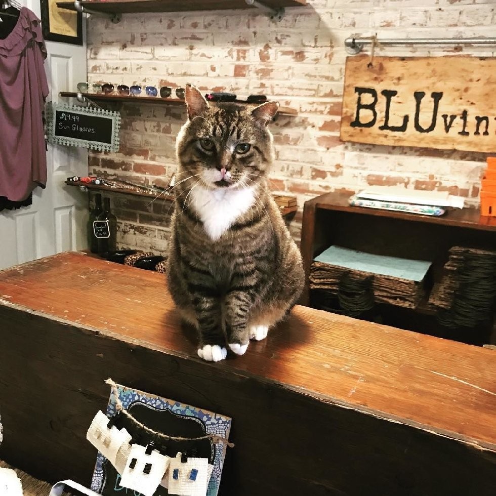 @larry_the_security_cat