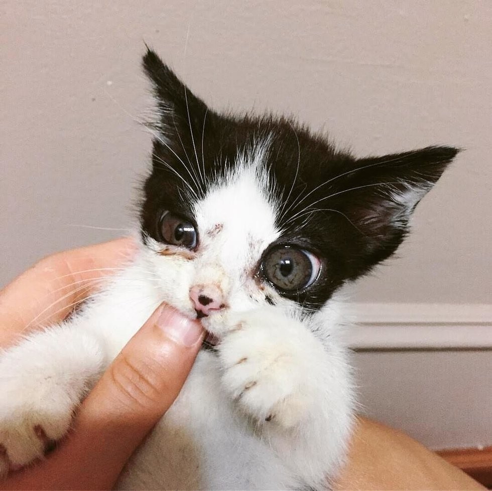 @porg_the_glass_kitten