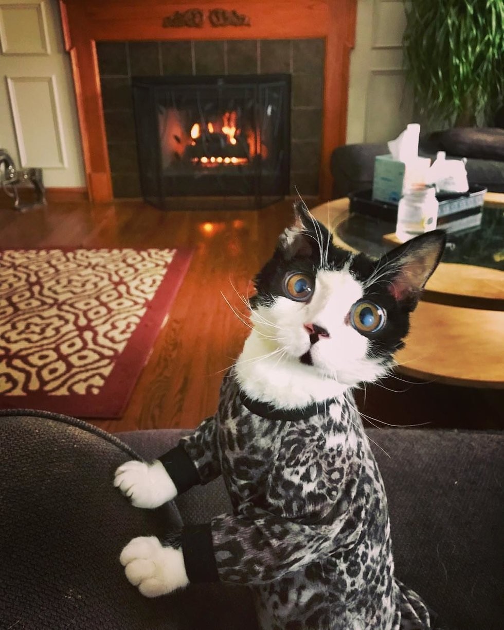 @porg_the_glass_kitten