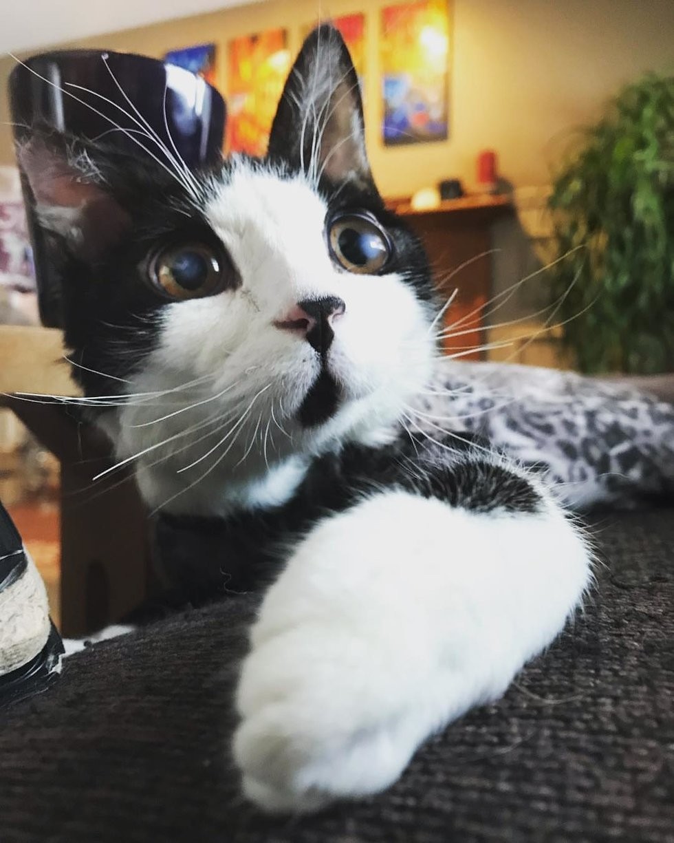 @porg_the_glass_kitten