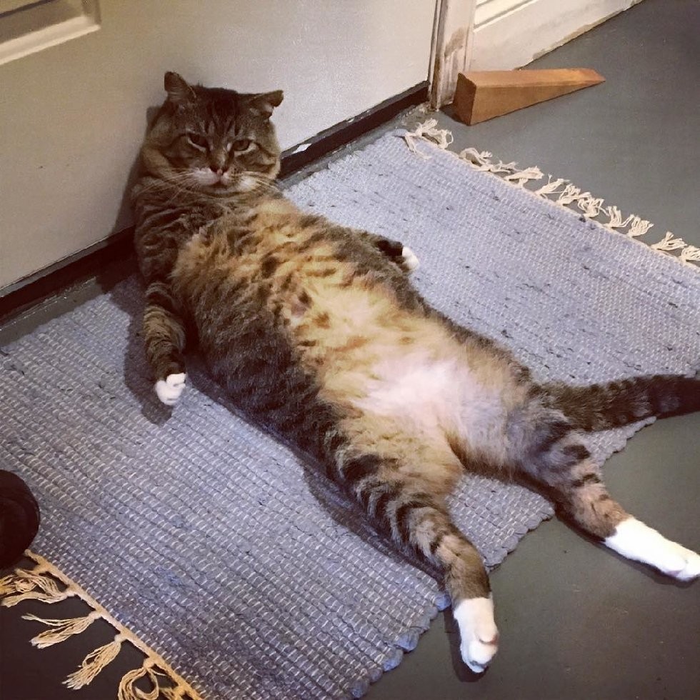 @larry_the_security_cat