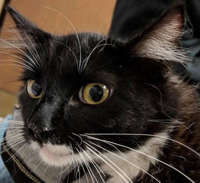 Love Your Feral Felines