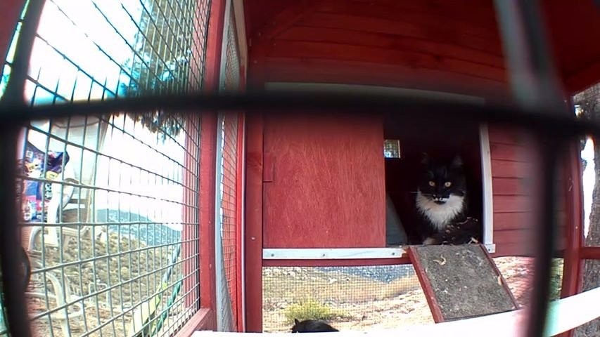 Love Your Feral Felines