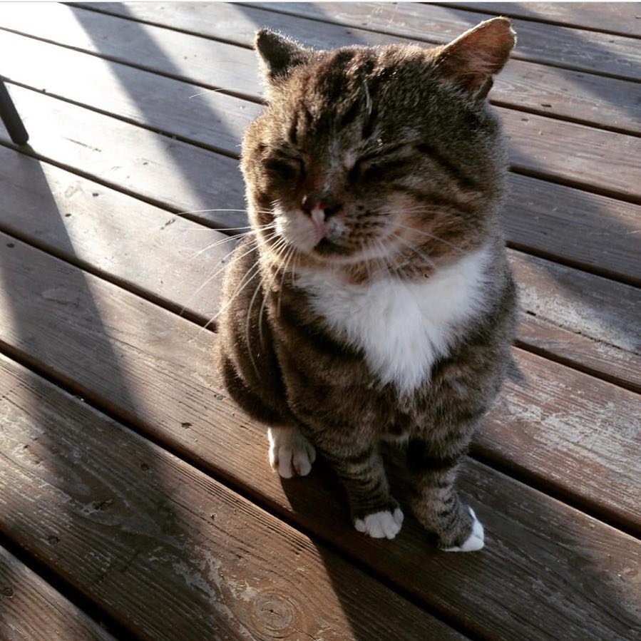@larry_the_security_cat