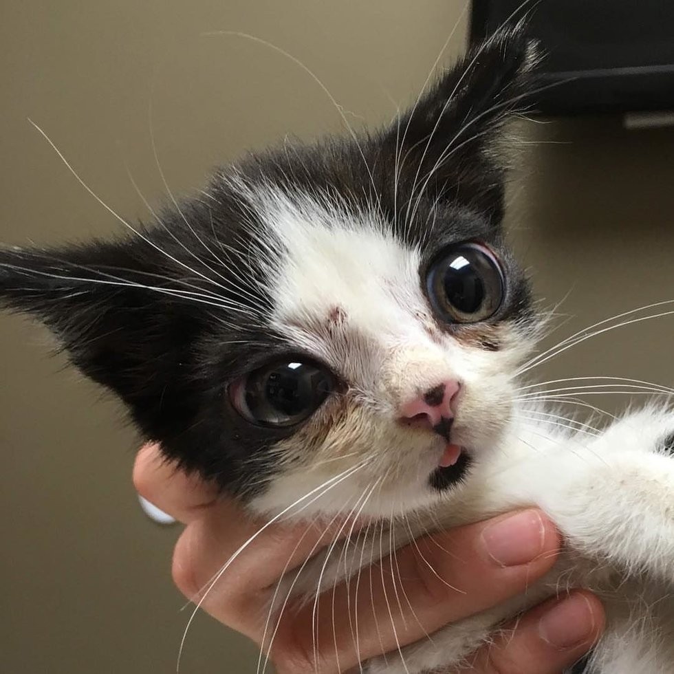 @porg_the_glass_kitten