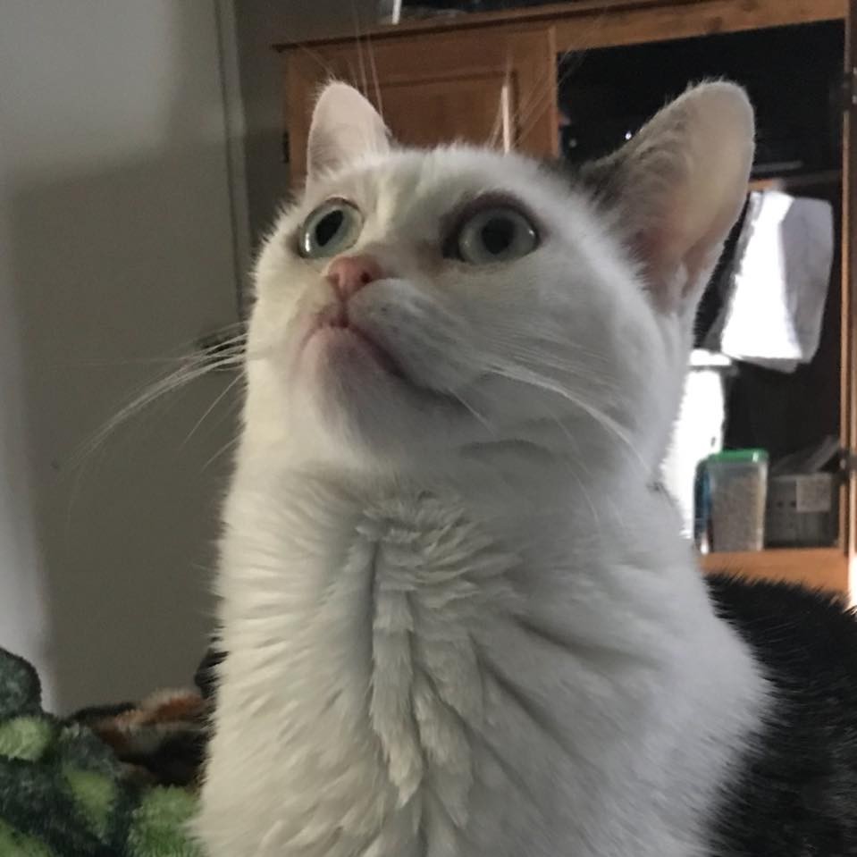 Steve Buscemi Cat