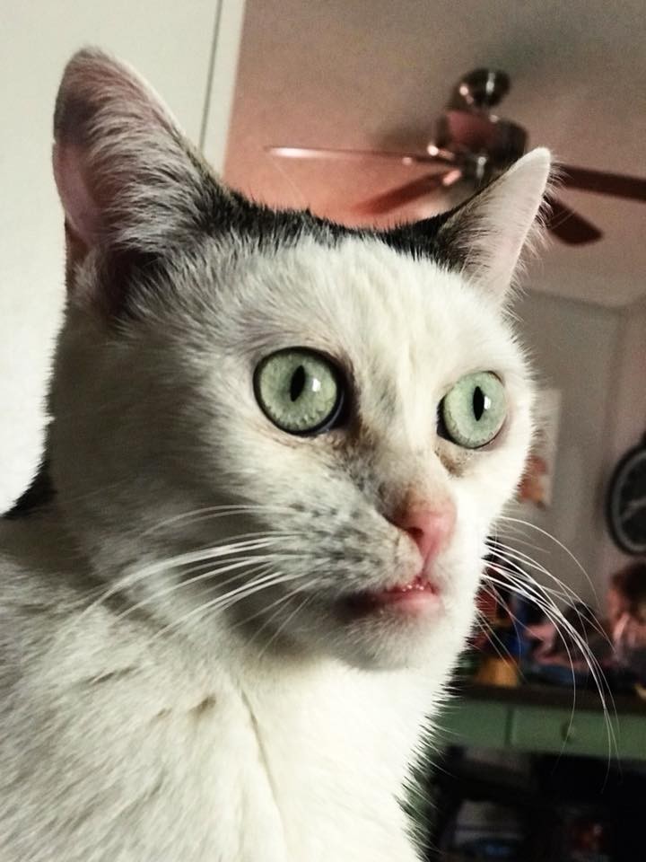 Steve Buscemi Cat