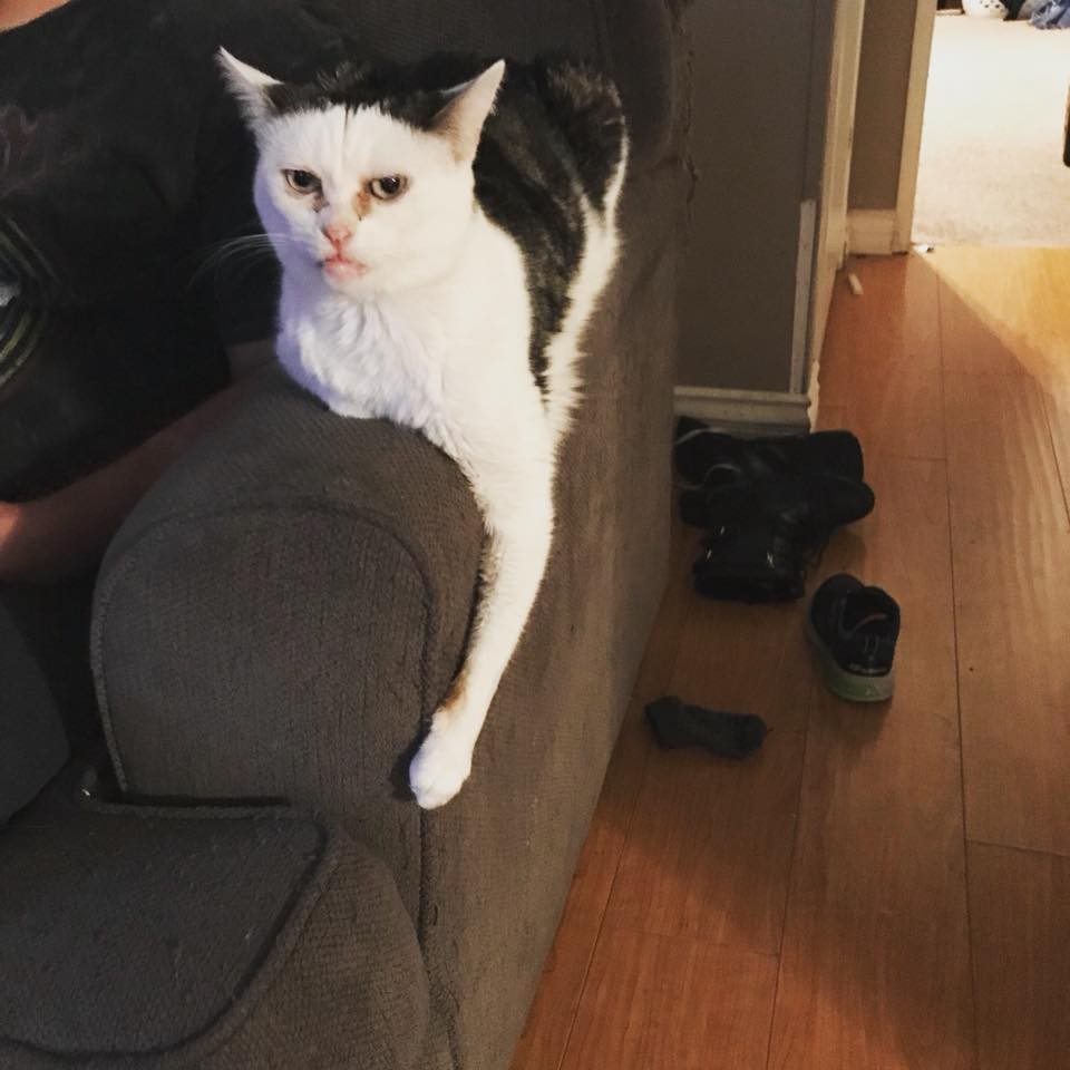 Steve Buscemi Cat
