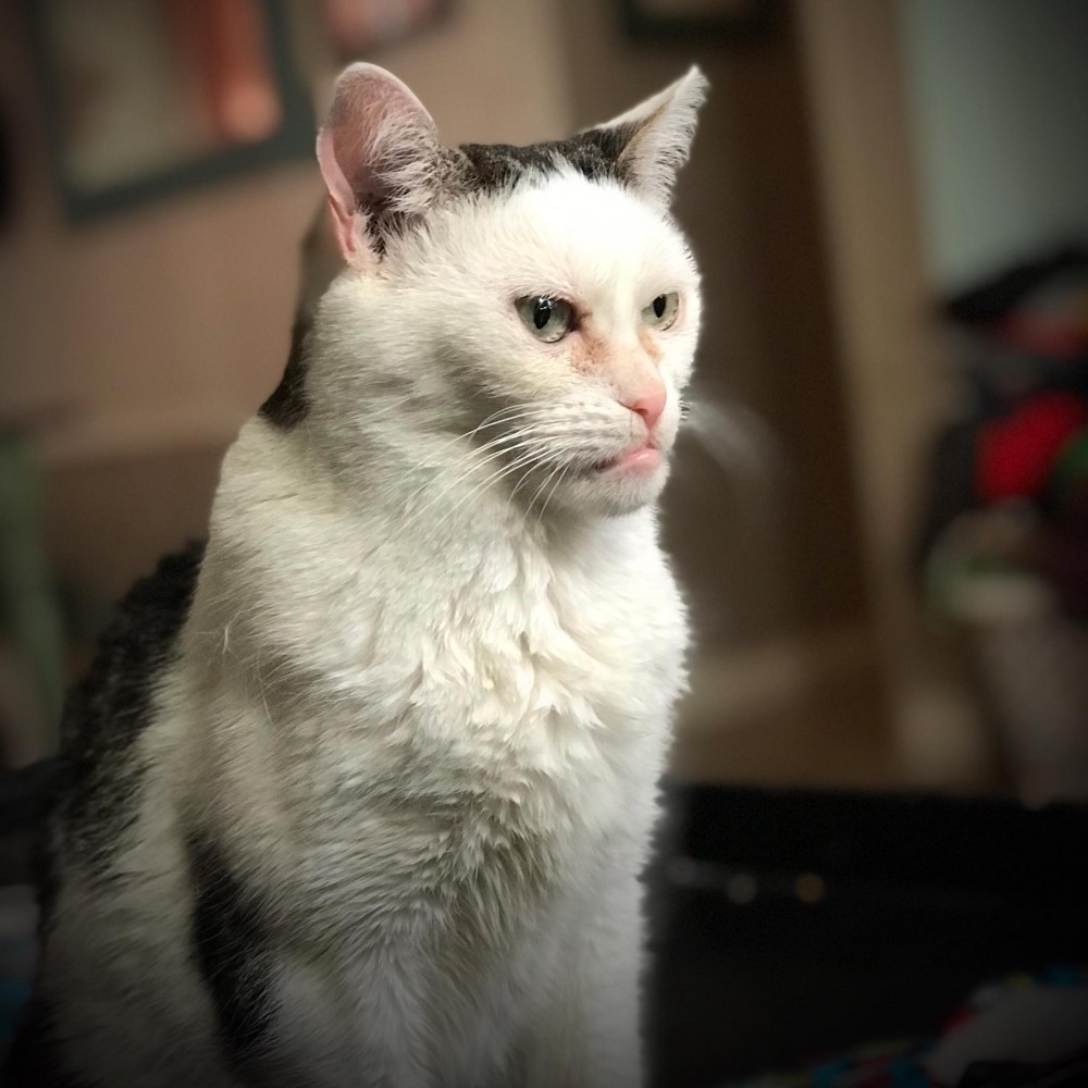 Steve Buscemi Cat