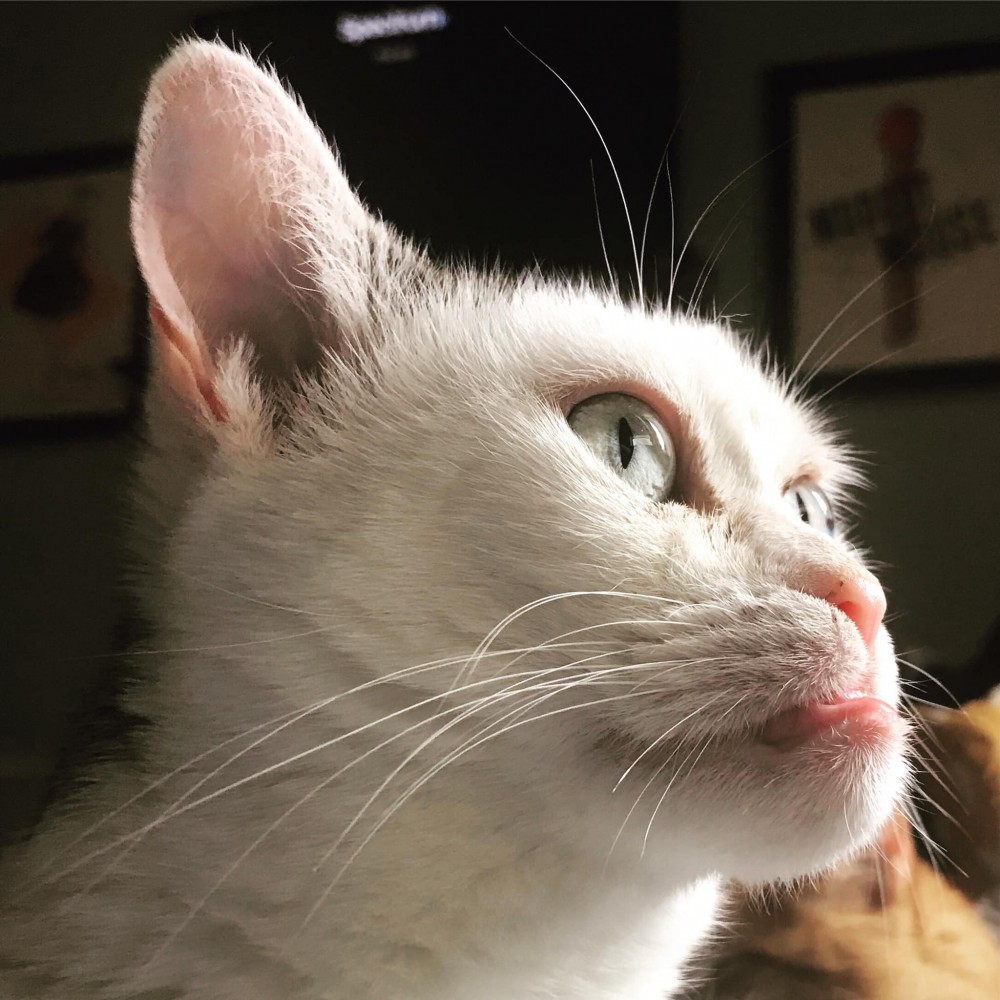Steve Buscemi Cat