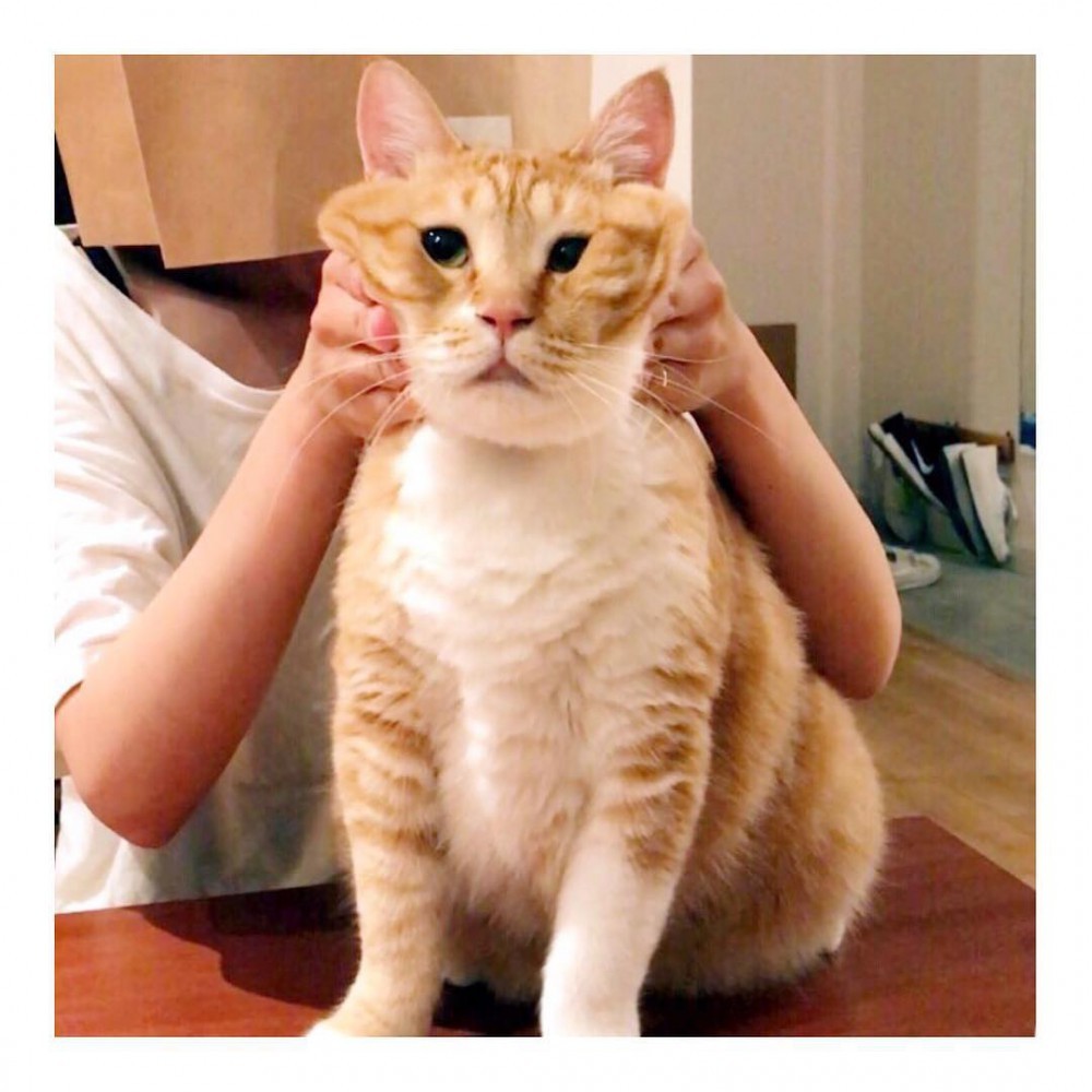gupitaro