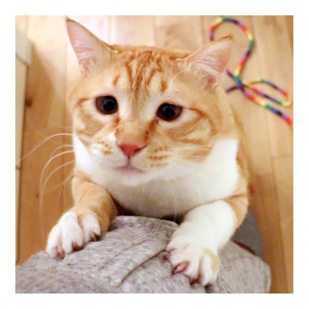 gupitaro