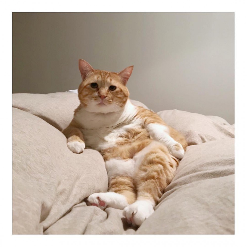 gupitaro