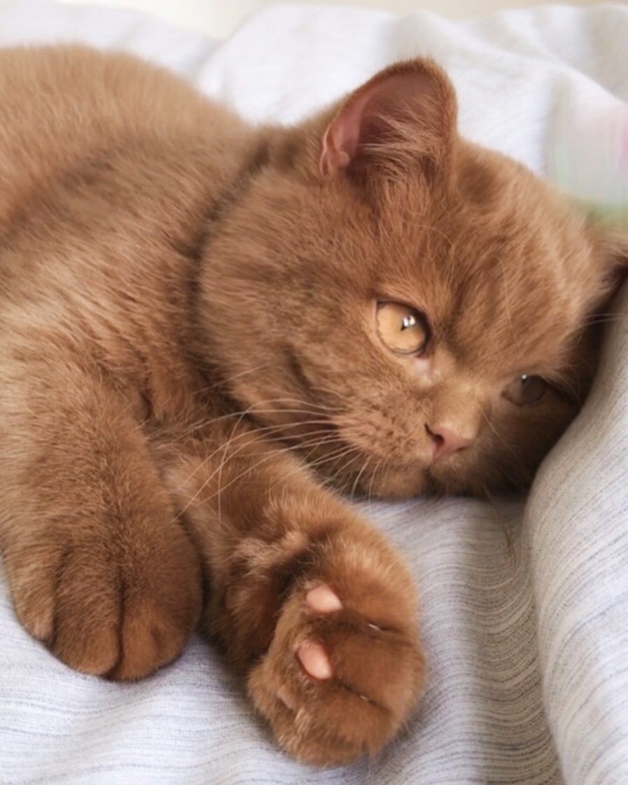 IG gentlebear.massimo