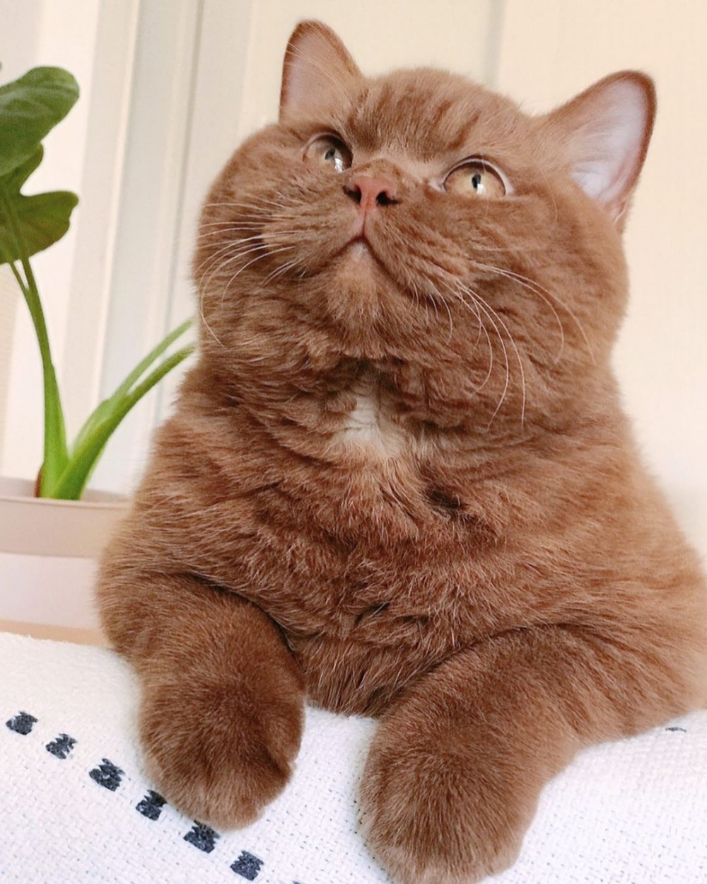 IG gentlebear.massimo
