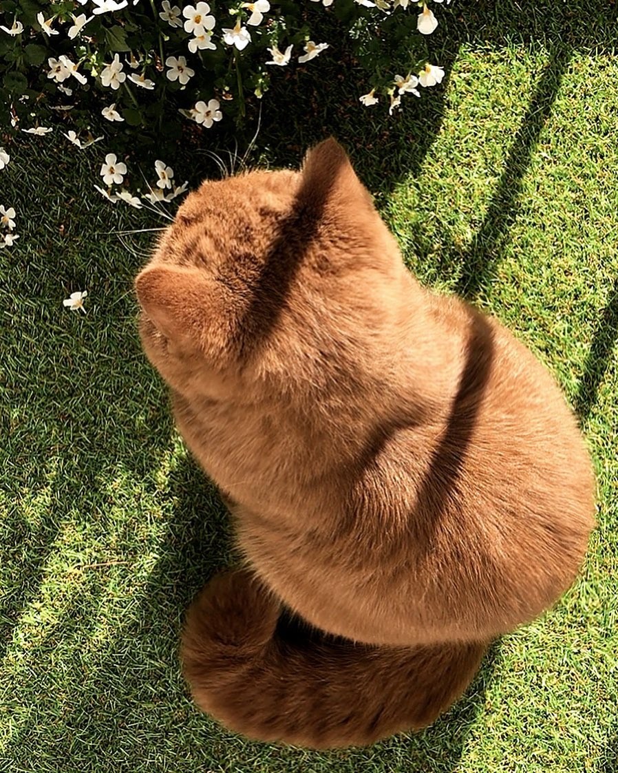 IG gentlebear.massimo
