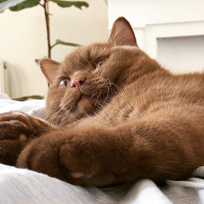 IG gentlebear.massimo