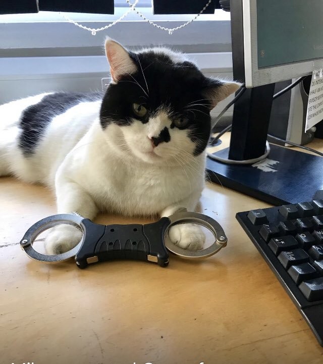 @stationmoggy