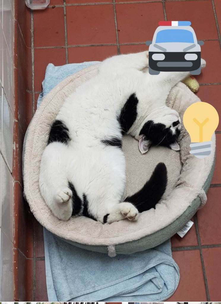 @stationmoggy
