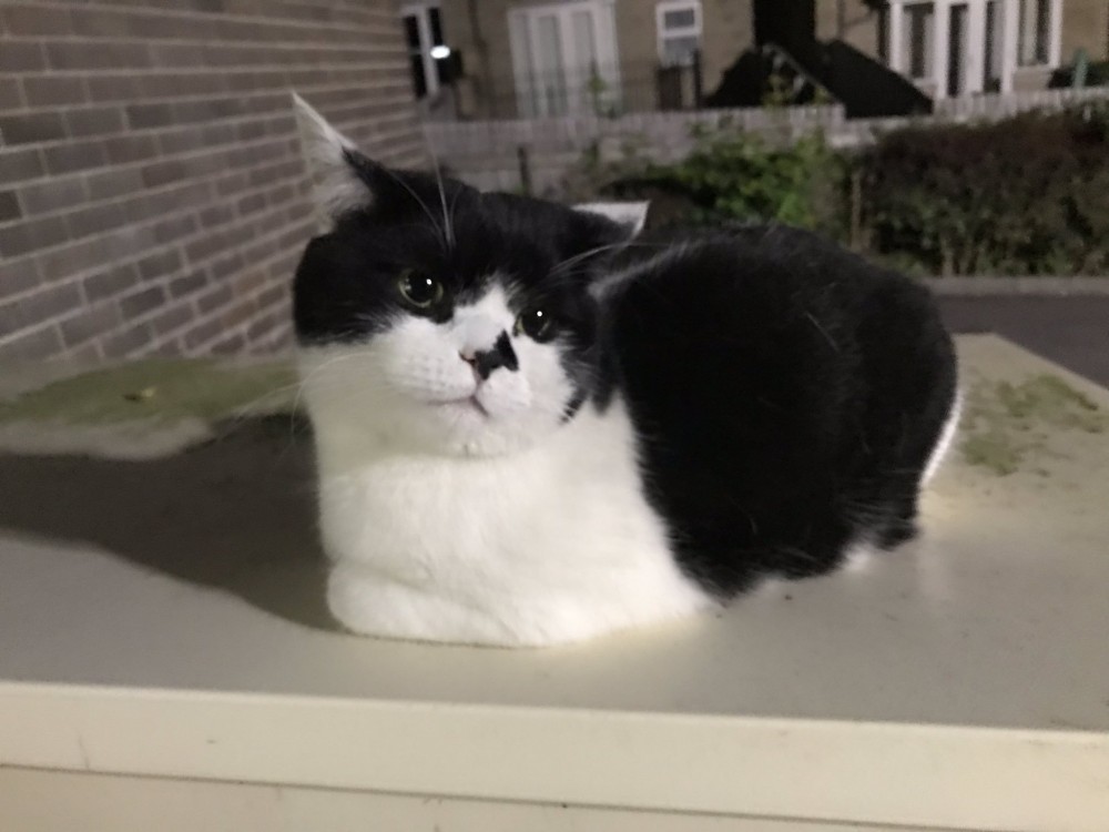 @stationmoggy