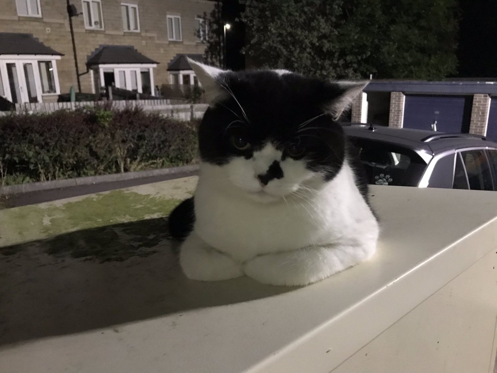 @stationmoggy