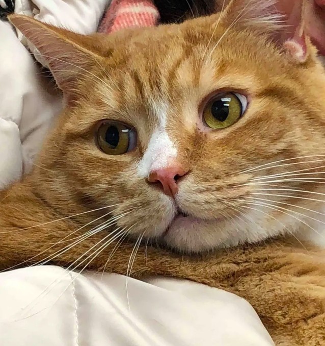 Michigan Cat Rescue.