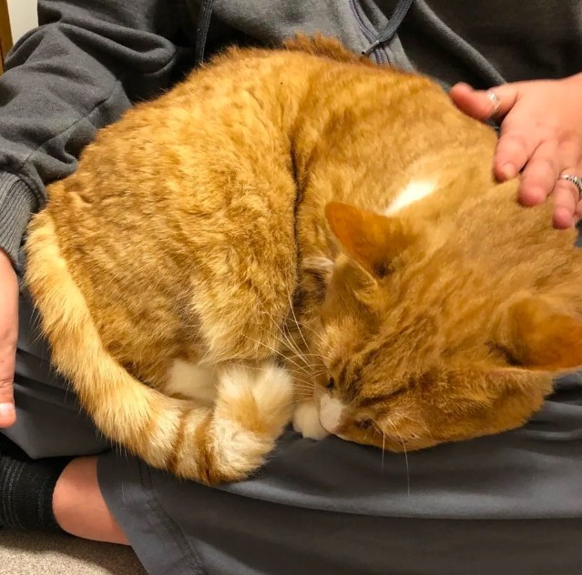 Michigan Cat Rescue.