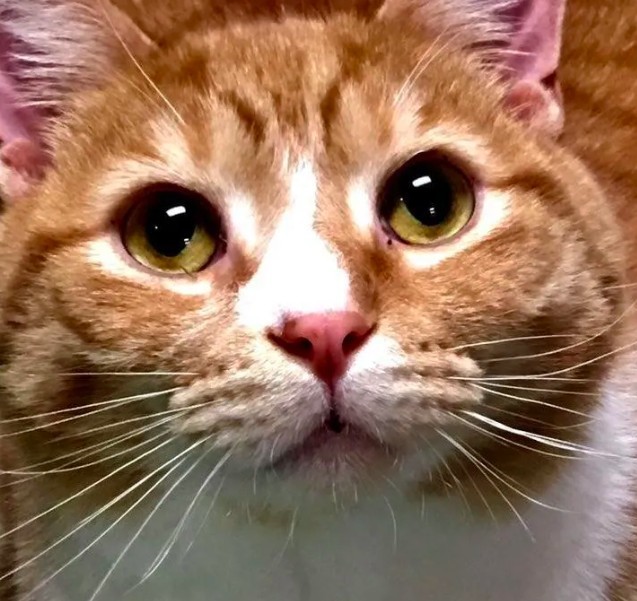 Michigan Cat Rescue.