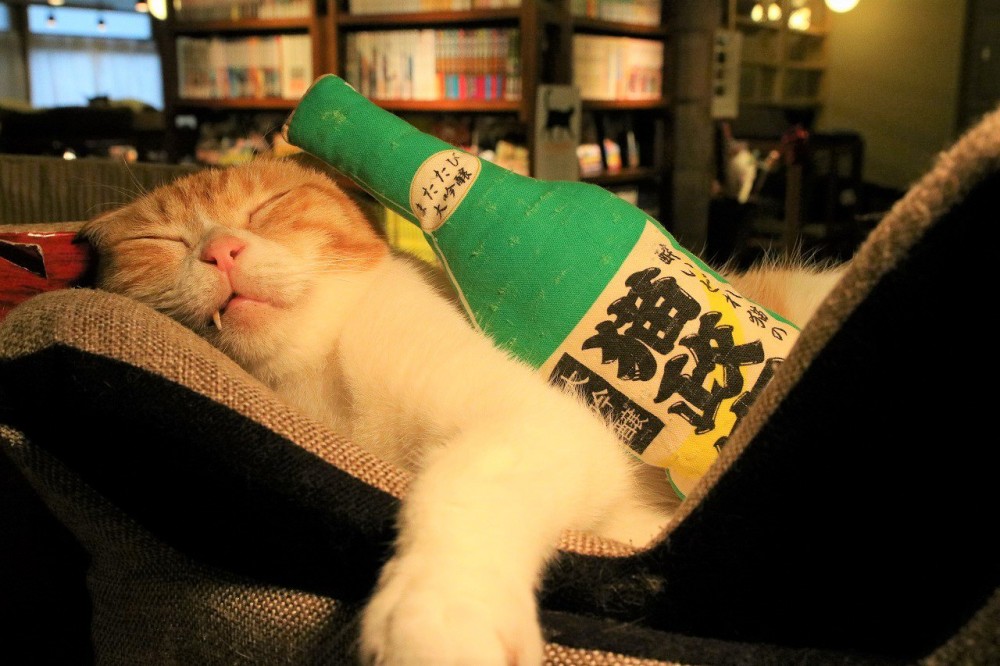 nya-n.jp