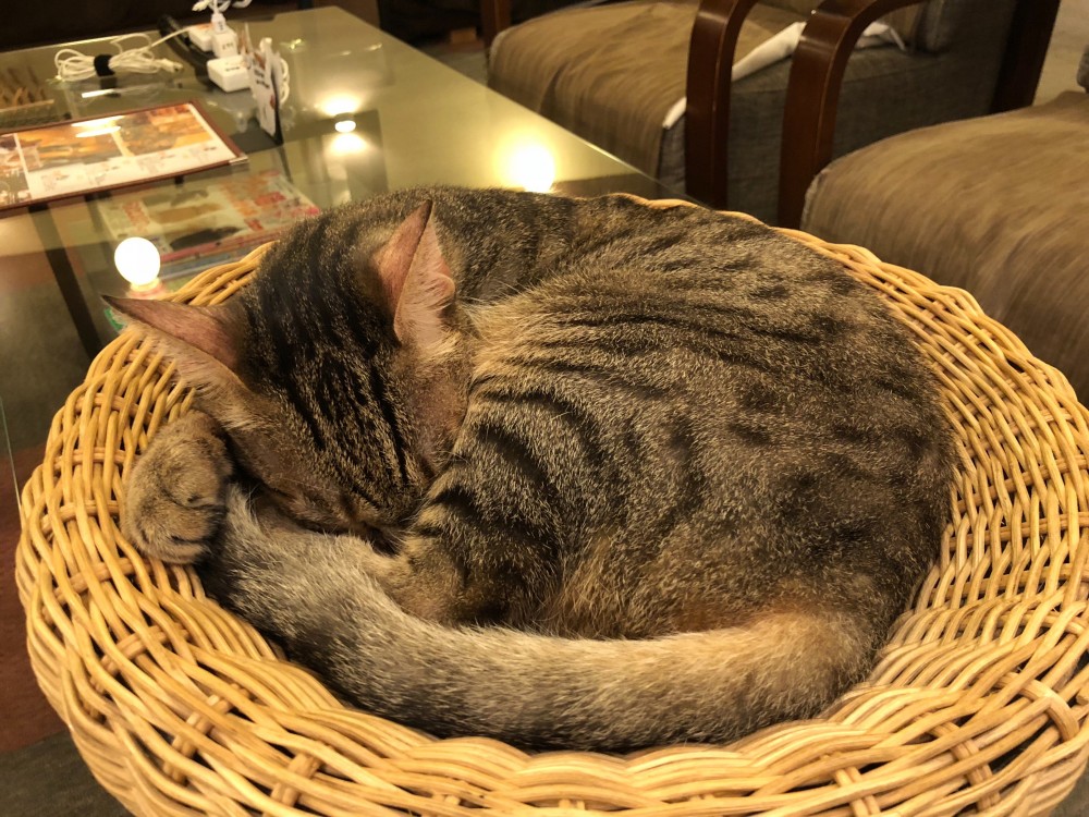 nya-n.jp
