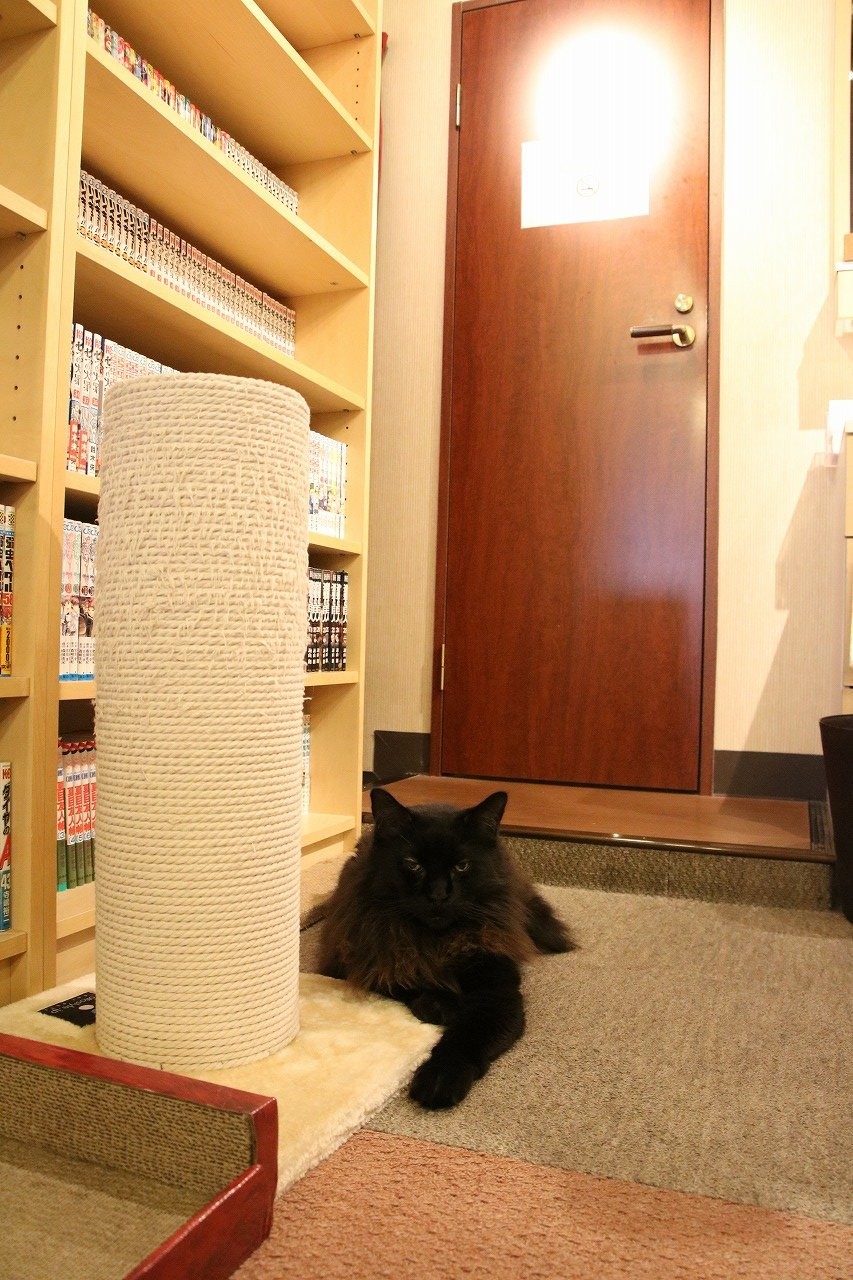 nya-n.jp