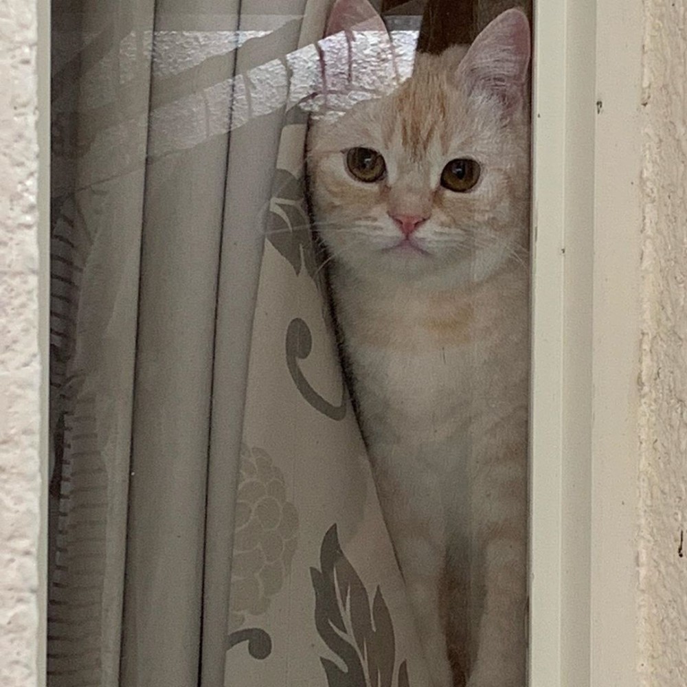 IG/mtc_lulu