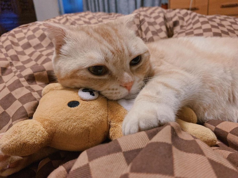 IG/tobyqqd