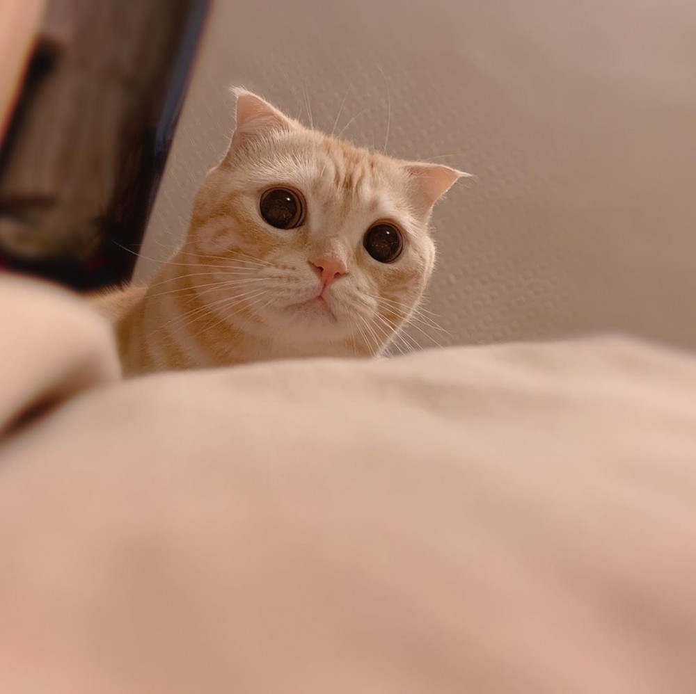 IG/tobyqqd
