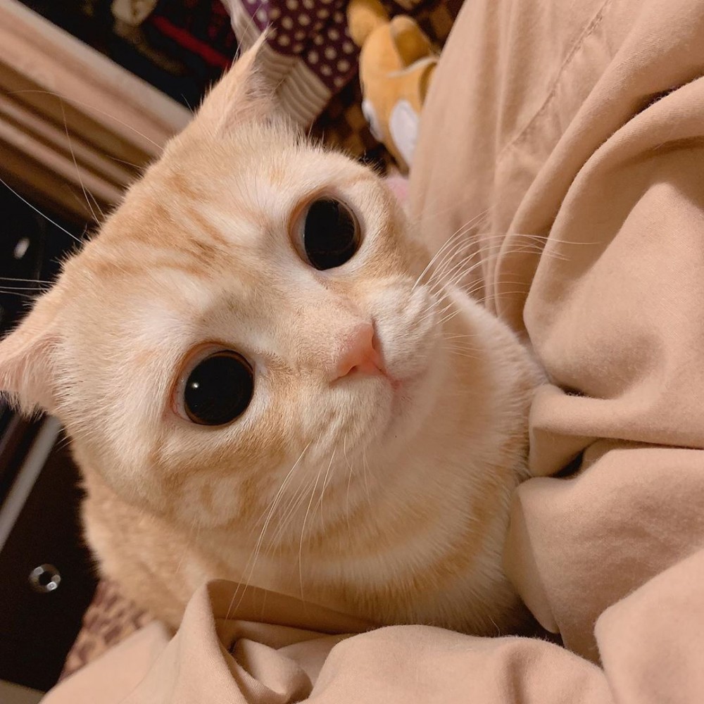 IG/tobyqqd