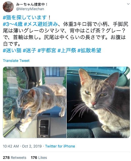 日本走失浪貓