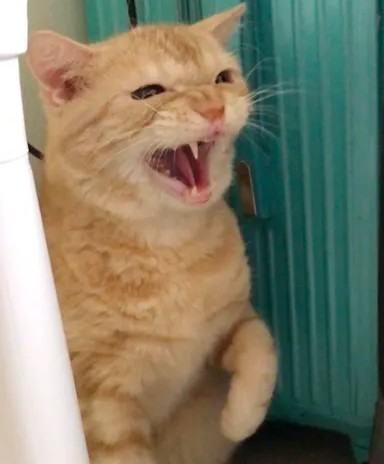 委屈的泡芙