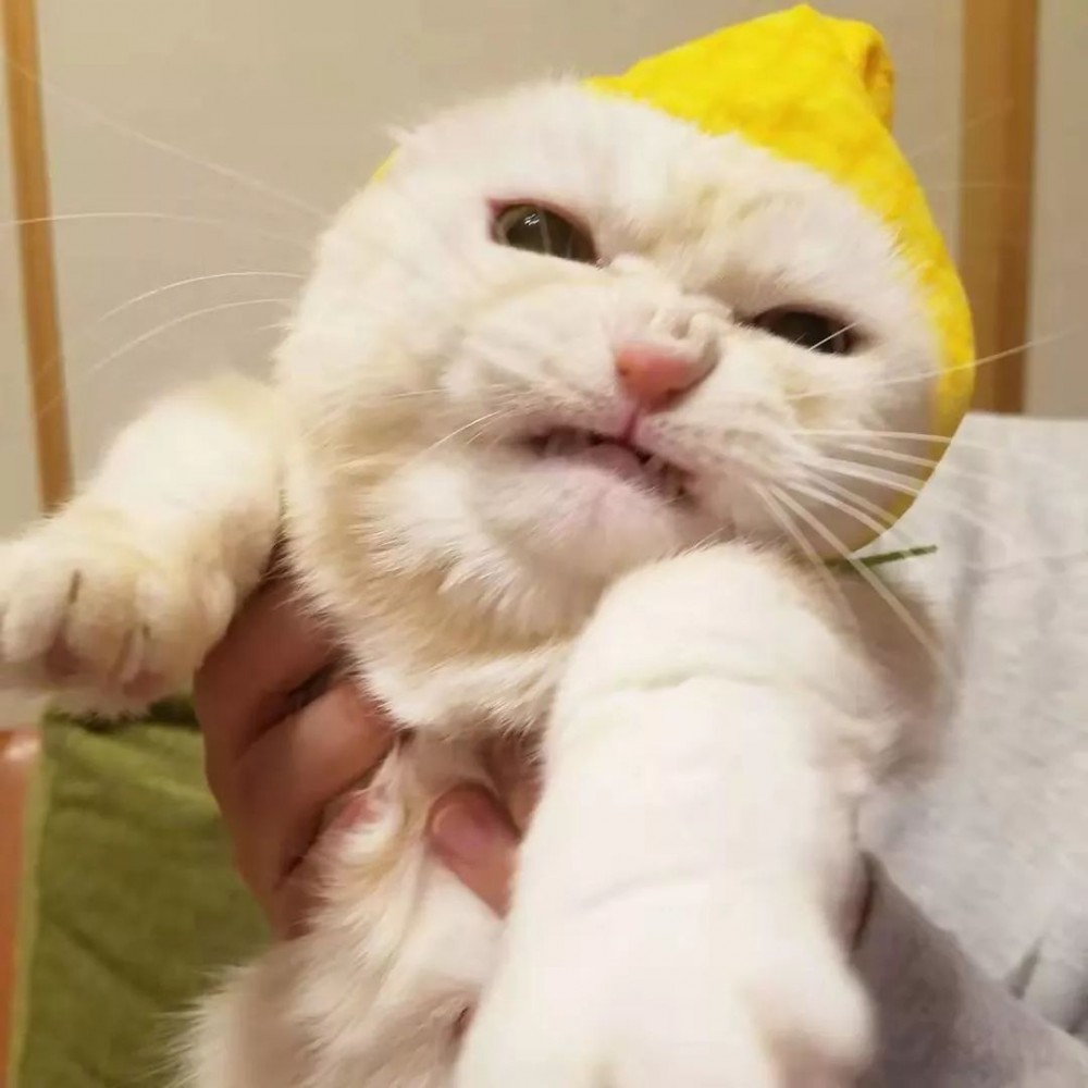 萌喵Fuku