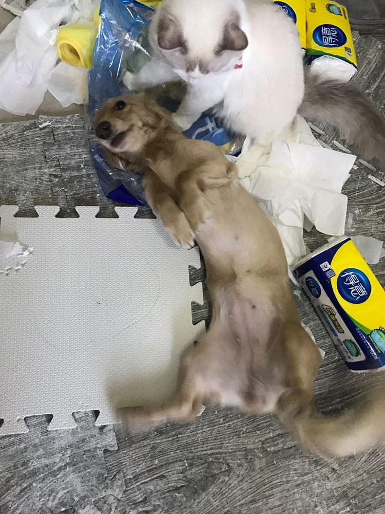 玩衛生紙玩到瘋掉的貓